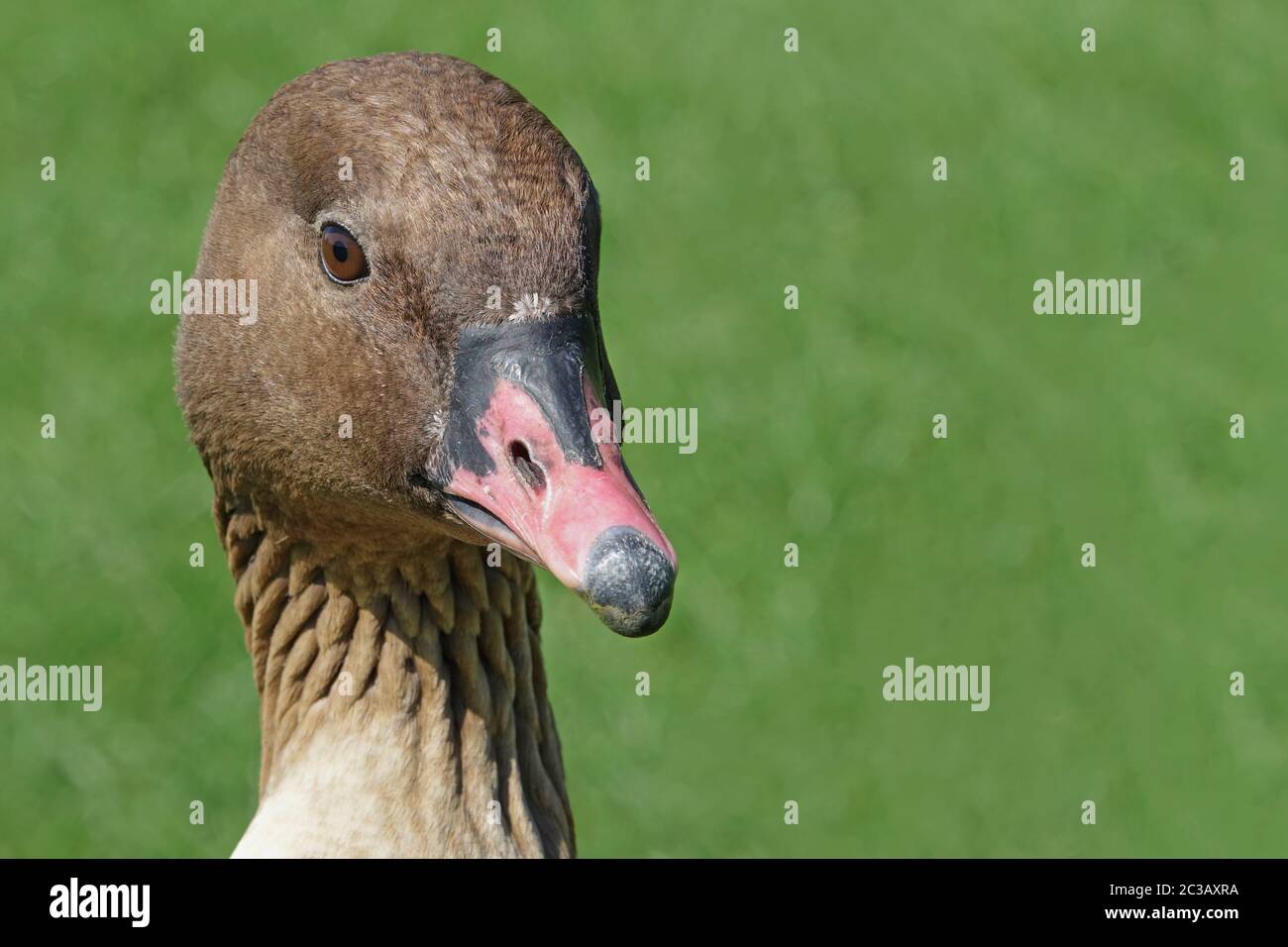Head study of a short-billed goose Anser brachyrhynchus Stock Photo