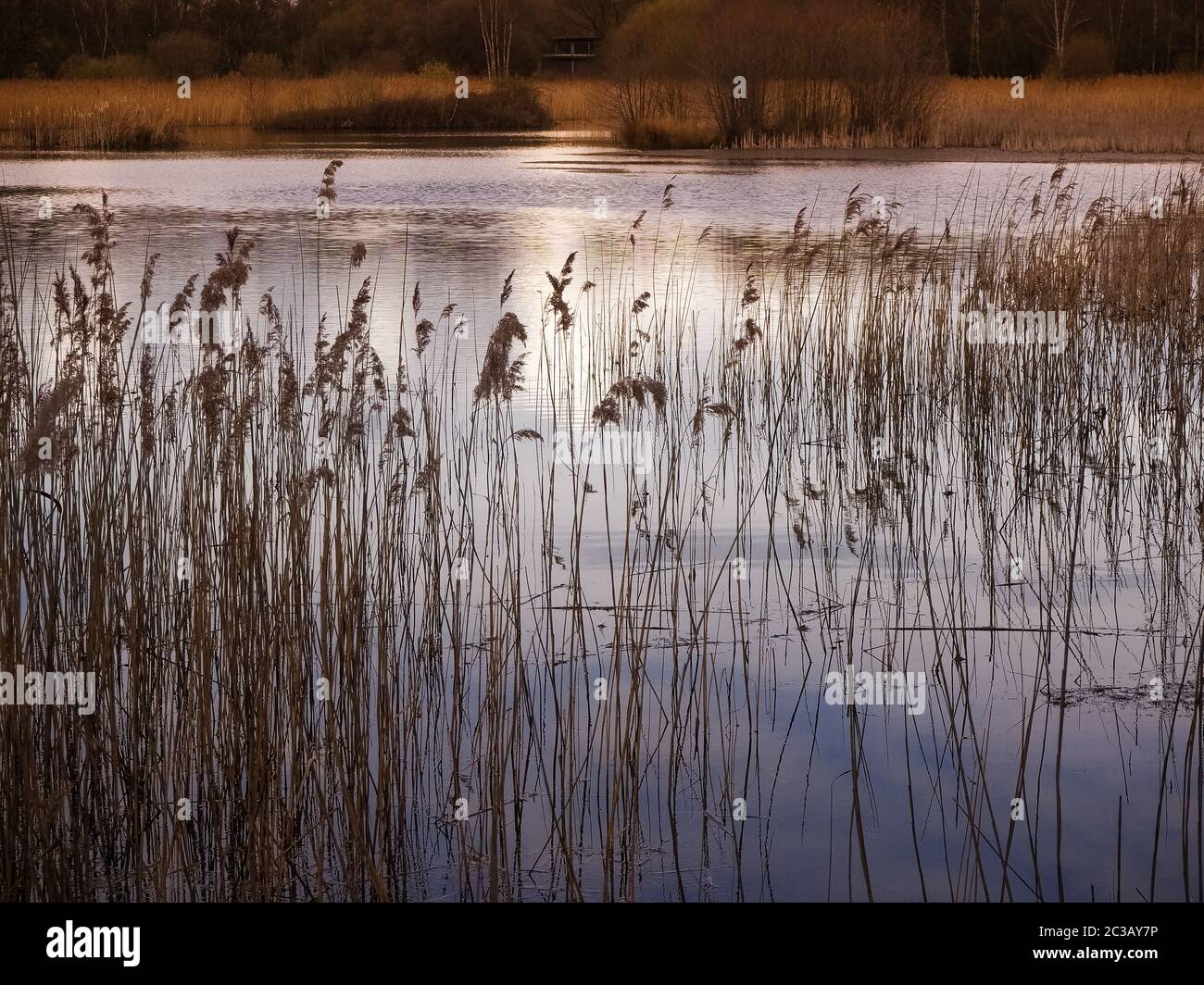 Reeds and lake in golden afternoon sunlight at Potteric Carr Nature Reserve, South Yorkshire, England Stock Photo