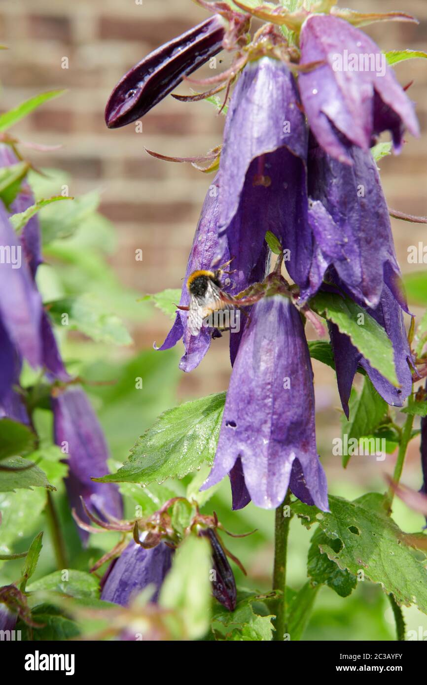 Bellflower ( Campanula punctata 'Kent Belle' )  England, UK, GB. Stock Photo