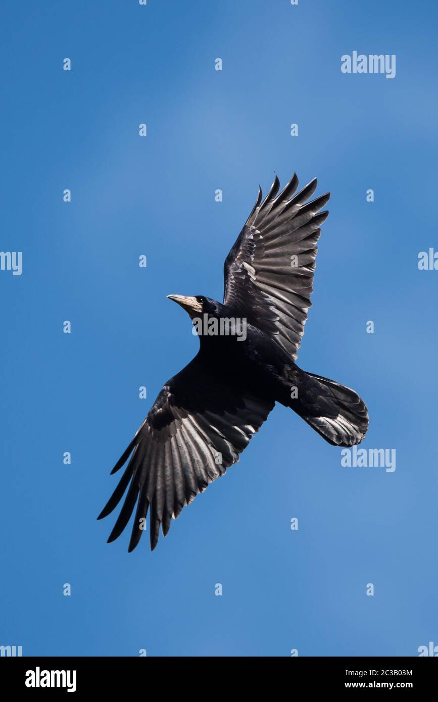 Rook flying hi-res stock photography and images - Alamy