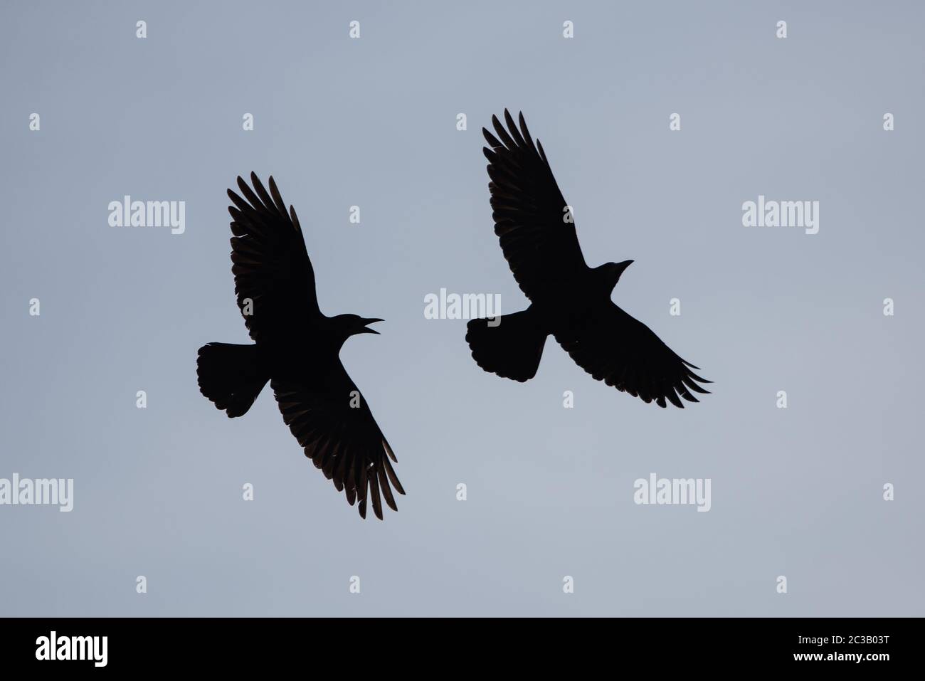 Rook flying hi-res stock photography and images - Alamy