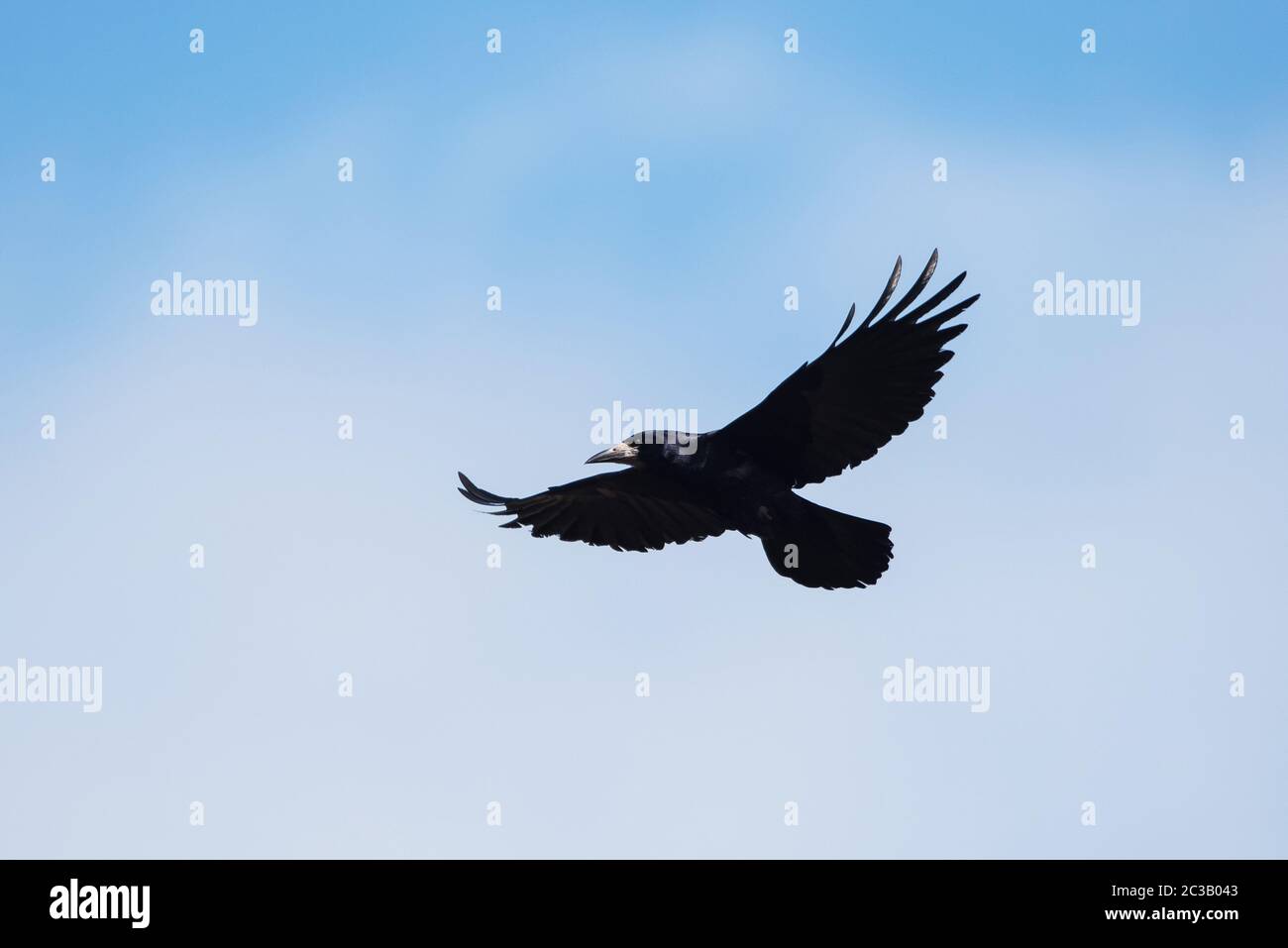 Carrion crow corvus in flight hi-res stock photography and images - Alamy