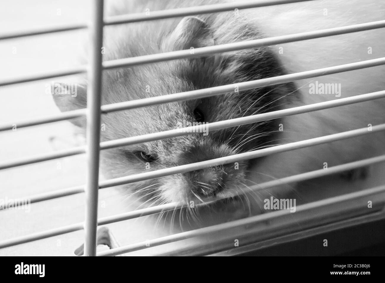 Syrian hamster in hamster cage Stock Photo - Alamy