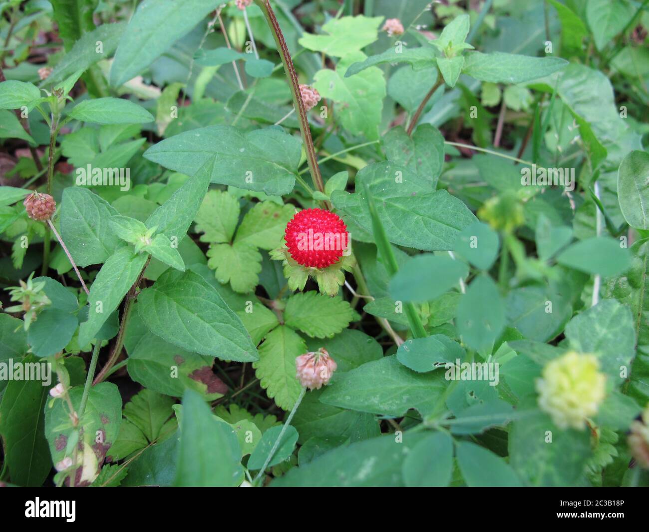 Red Indian strawberry, Potentilla indica, between weeds Stock Photo