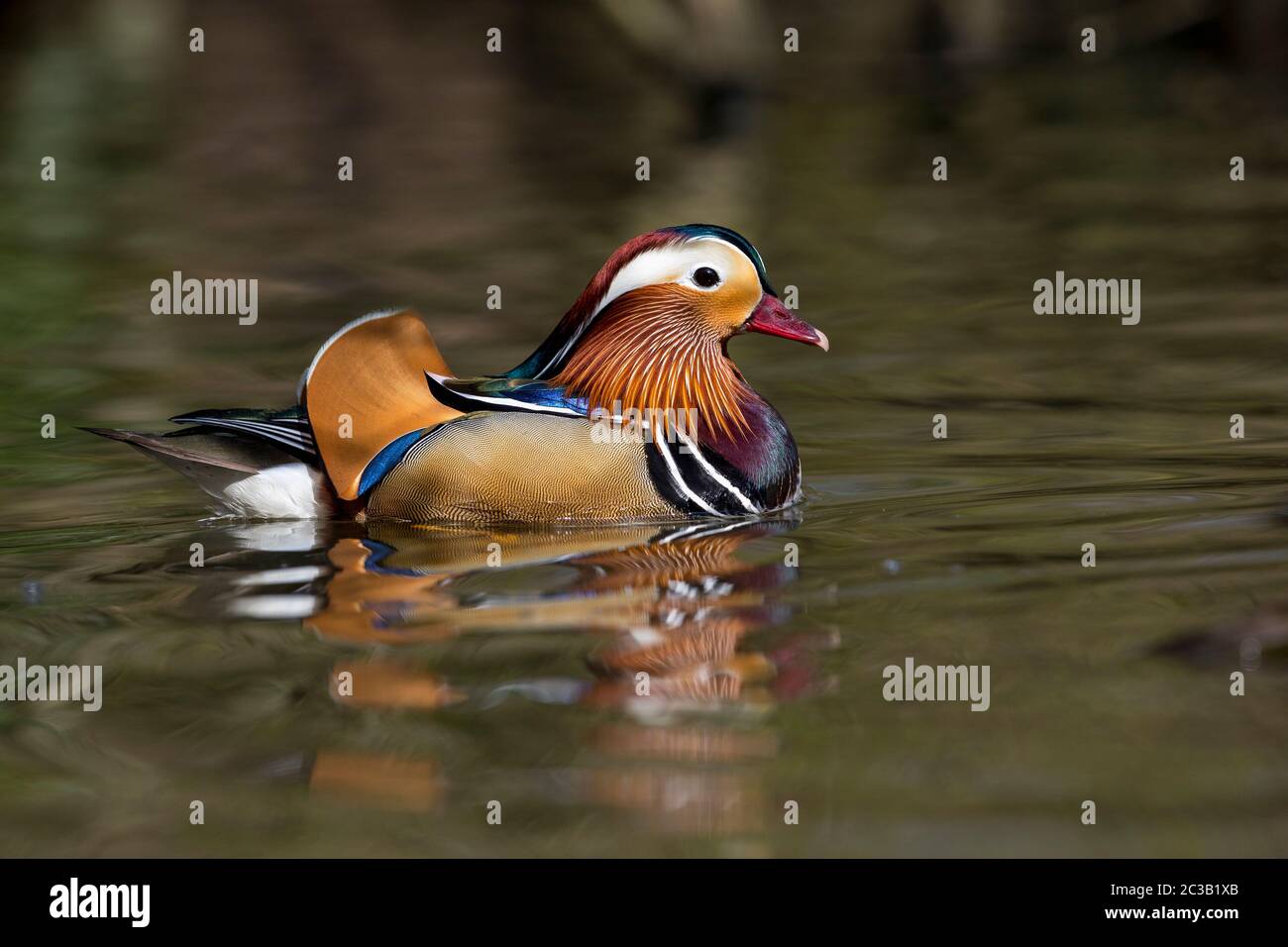 Mandarin Drake; Aix galericulata; Devon; UK Stock Photo