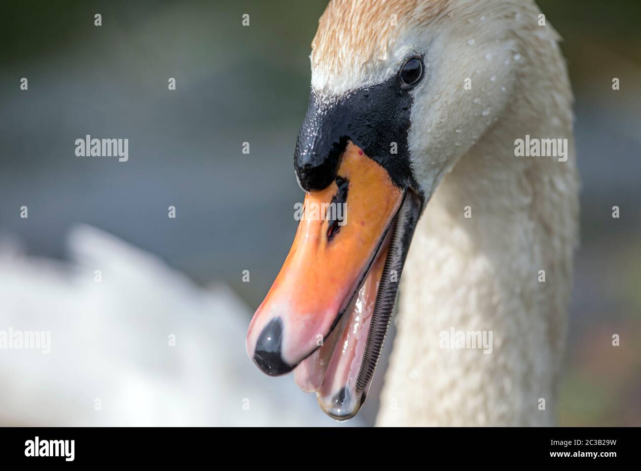Mute Swan; Cygnus olor; Aggression; UK Stock Photo