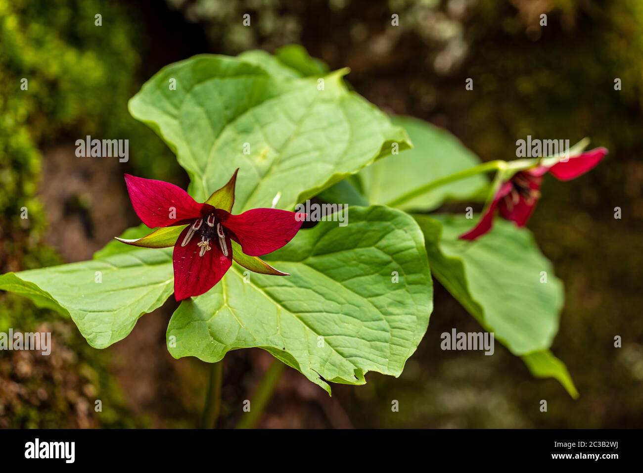 Red Trillium Flowers at Spring in Algonquin Canada Stock Photo