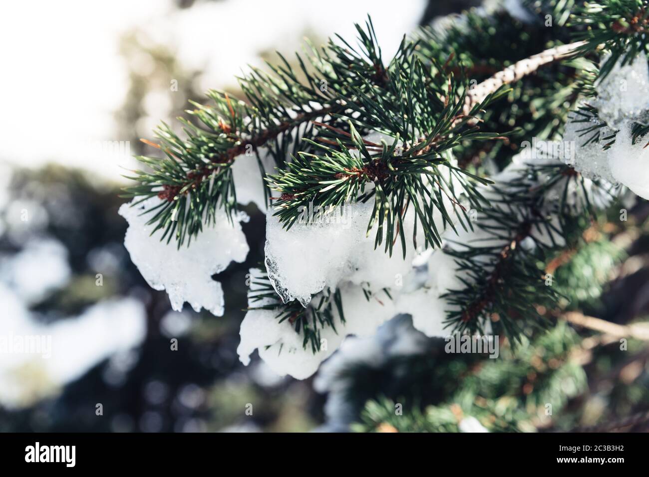 Close up of branch of pine tree in snow. Winter snow sunshine background Stock Photo