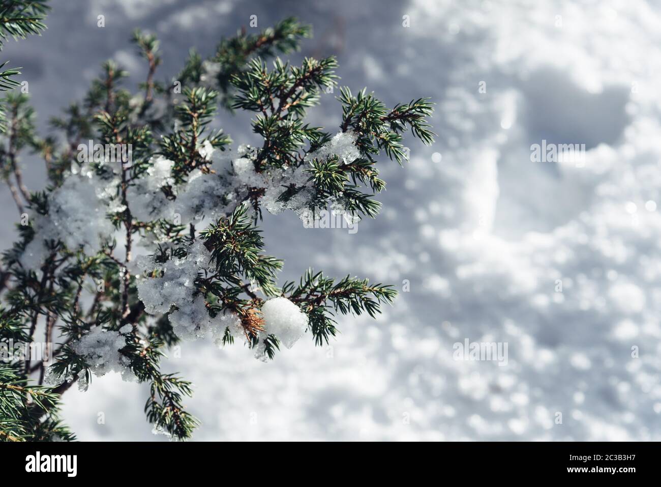 Close up of branch of pine tree in snow. Winter snow sunshine background Stock Photo