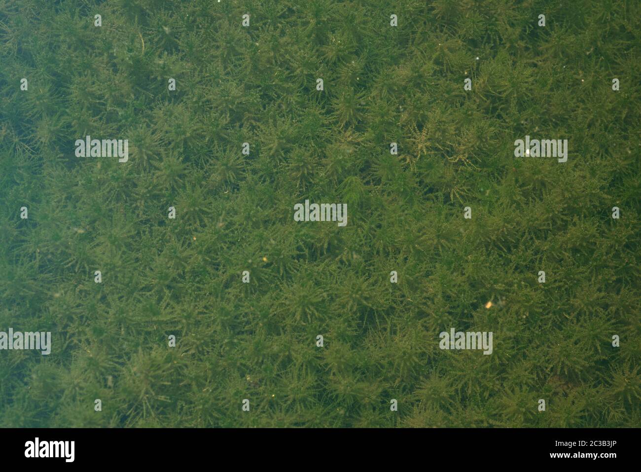 nature purity grass on the river bank Stock Photo - Alamy