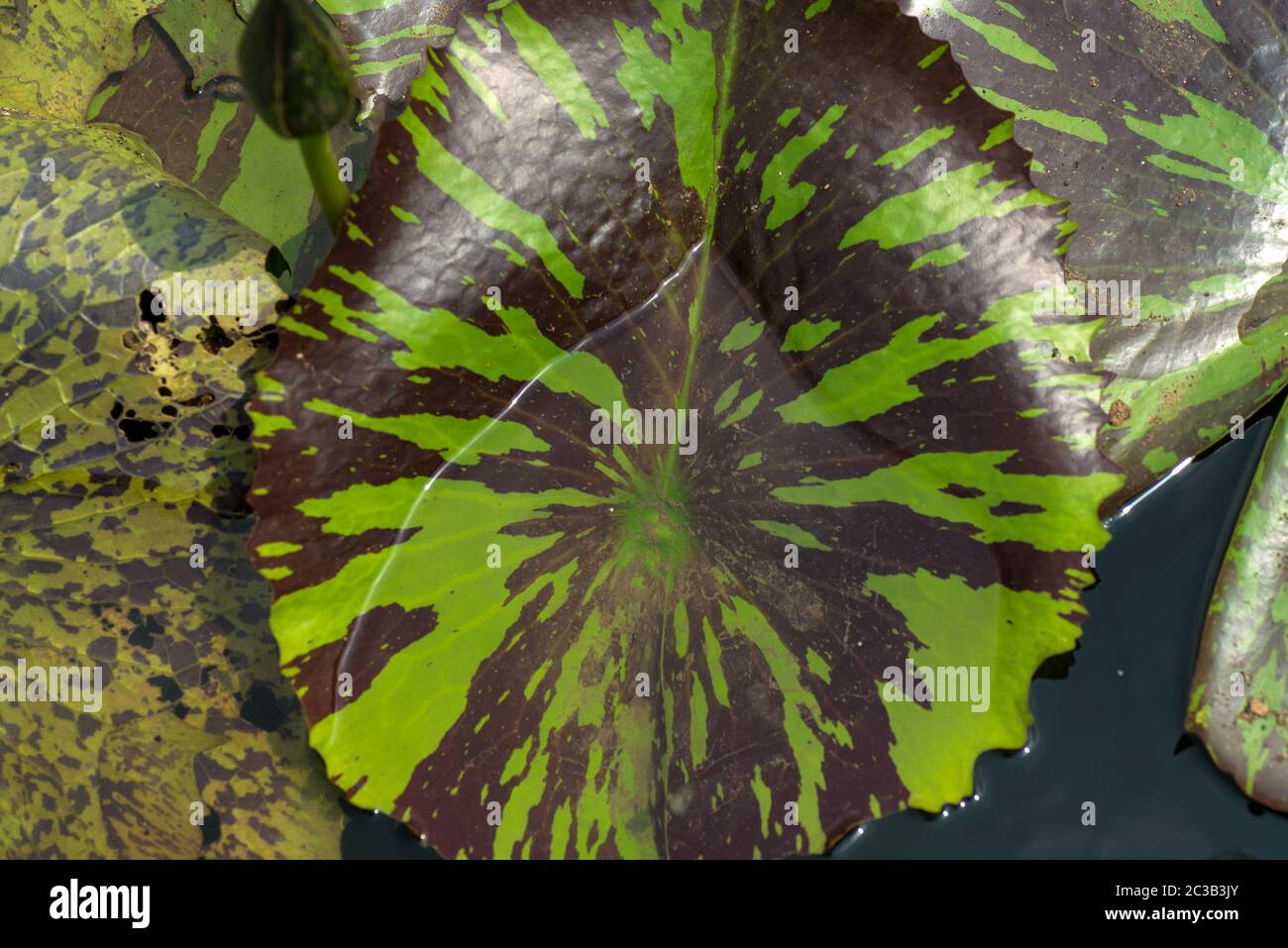 Leaf of lotus flower. close up