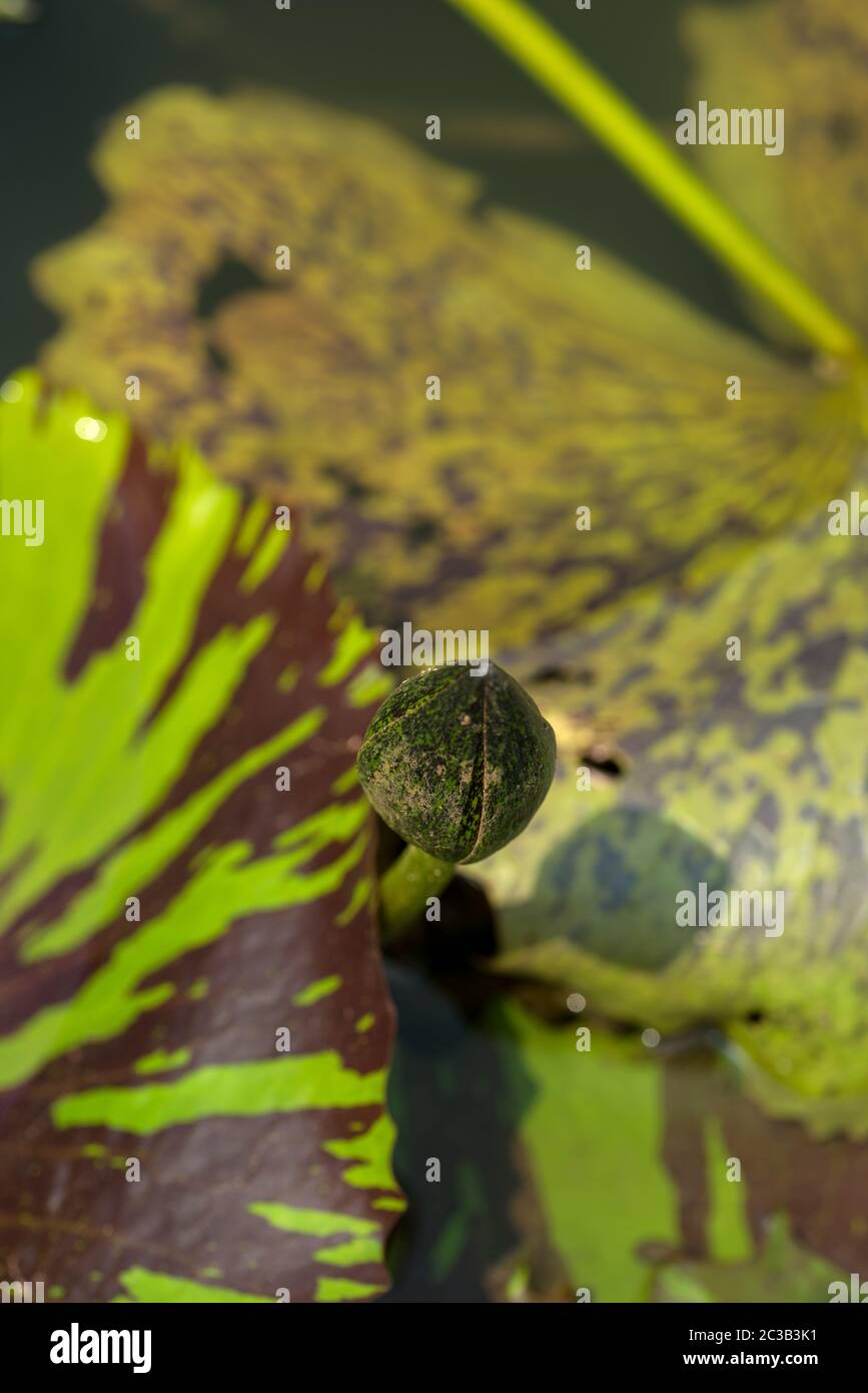 Leaf of lotus flower. close up