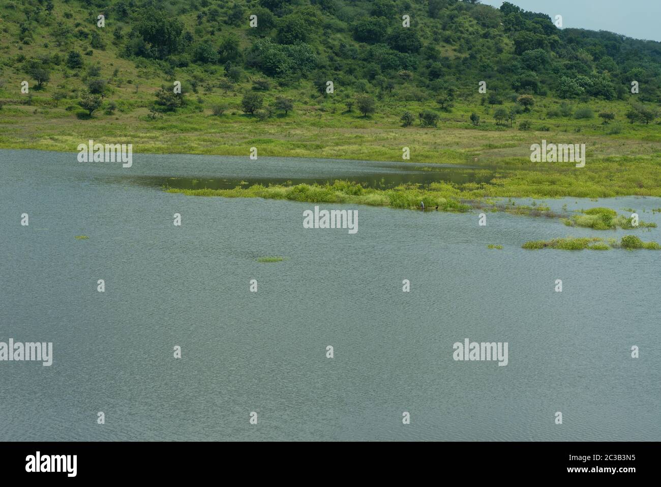 nature purity grass on the river bank Stock Photo - Alamy