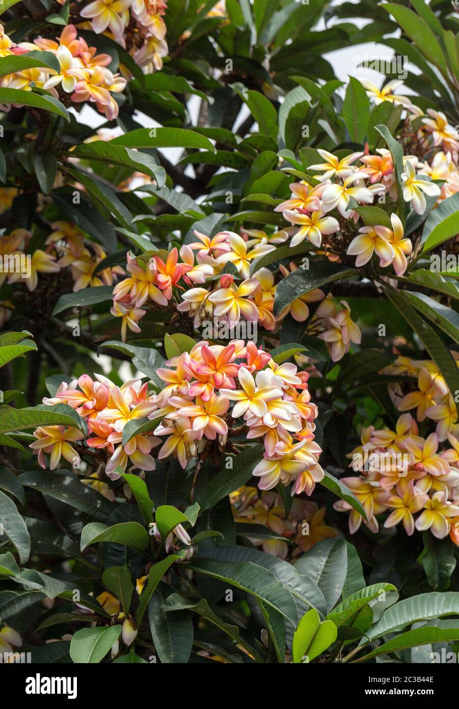 View Of The Beautiful Plumeria Rubra Tree In A Park Stock Photo - Alamy