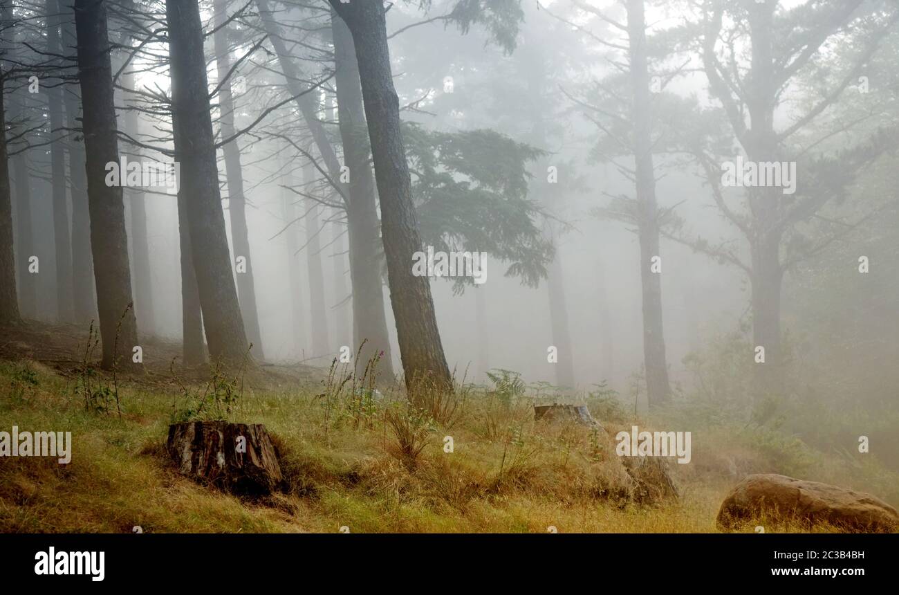 Madeira rainforest of laurisilva at the mountains, world heritage Stock ...