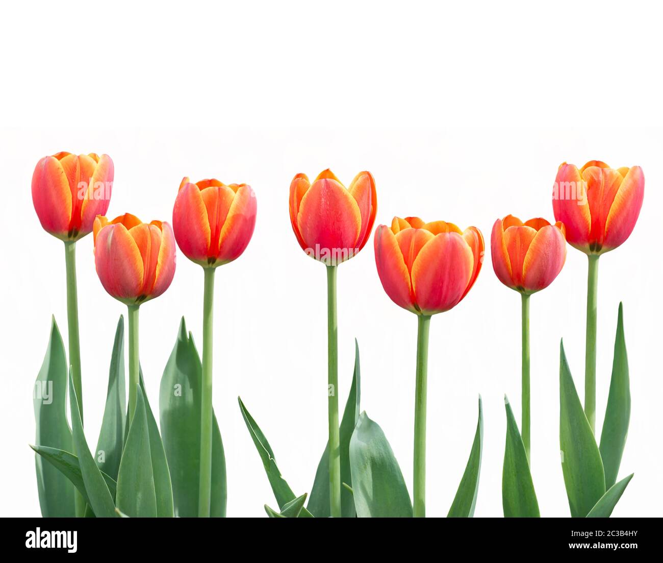 Red and yellow tulip flowers in a row isolated on white background ...