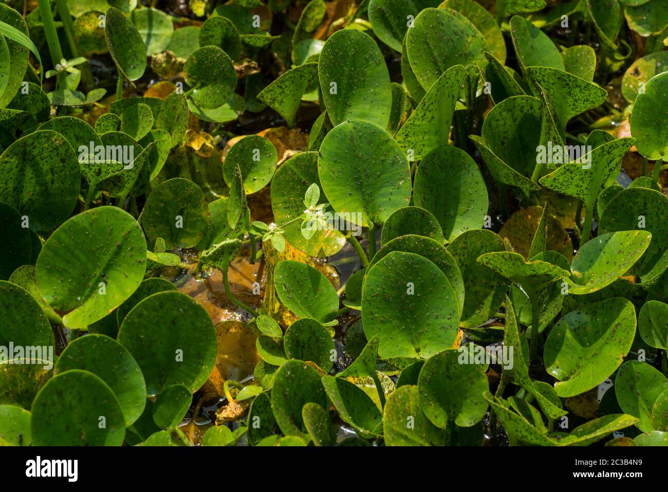 Leaf of lotus flower. close up