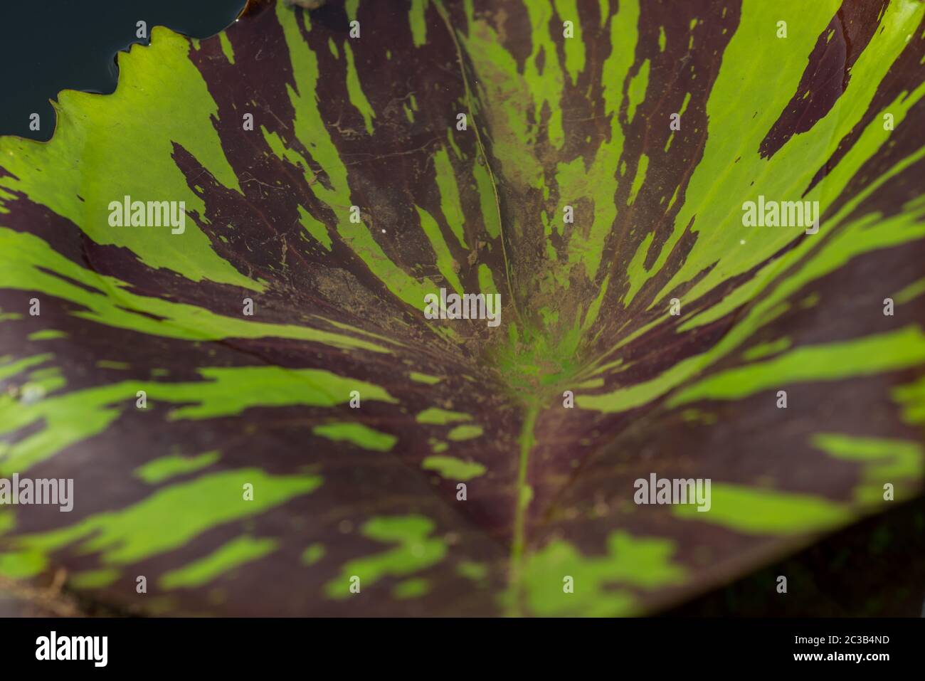 Leaf of lotus flower. close up