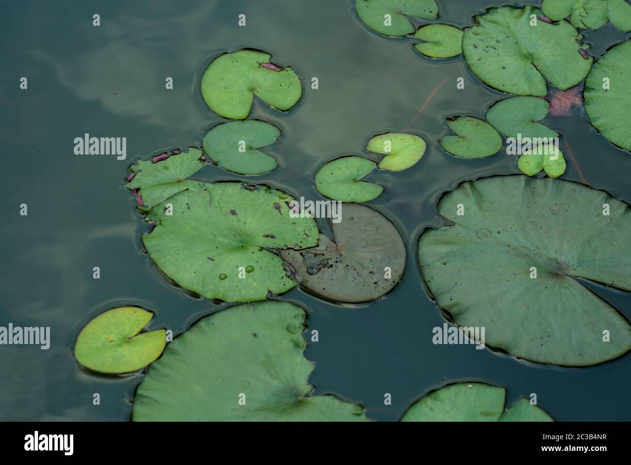 Leaf of lotus flower. close up