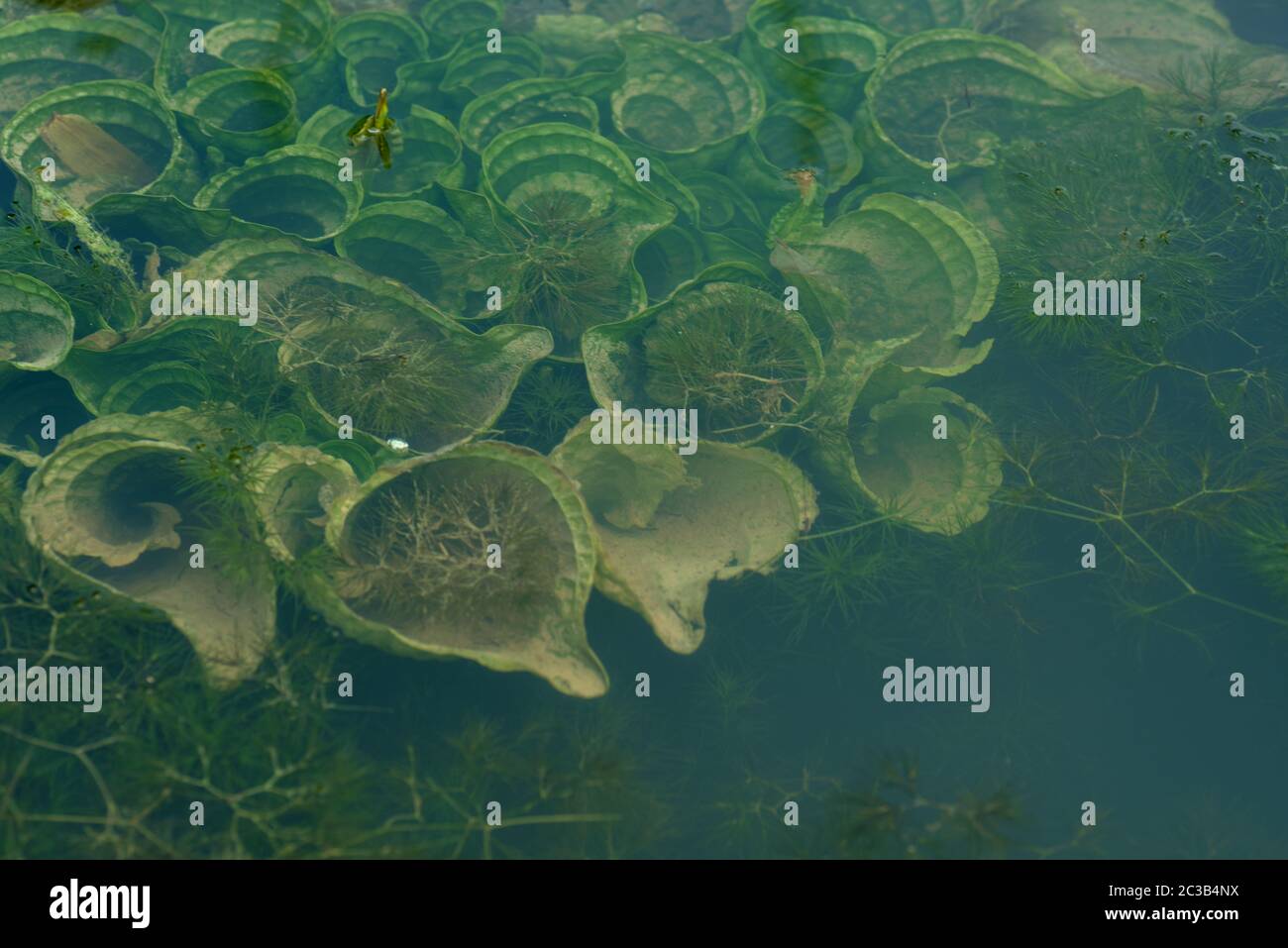 Leaf of lotus flower. close up