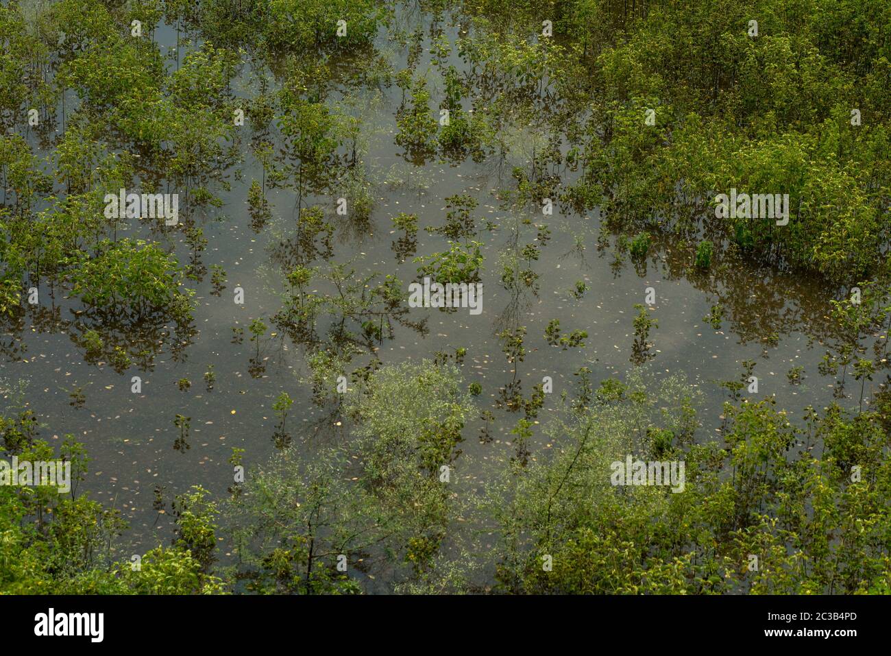 nature purity grass on the river bank Stock Photo - Alamy