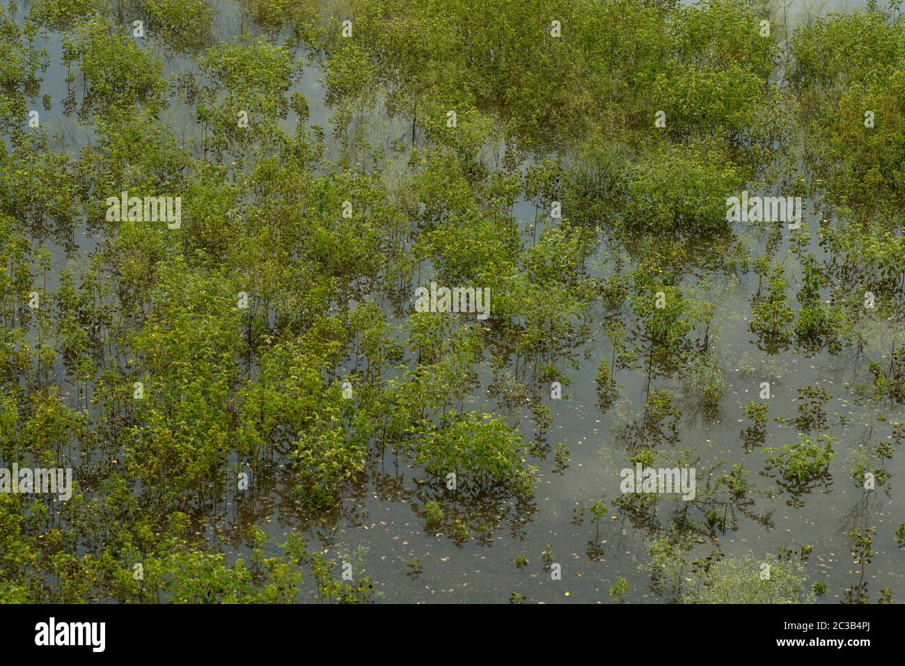 nature purity grass on the river bank Stock Photo - Alamy