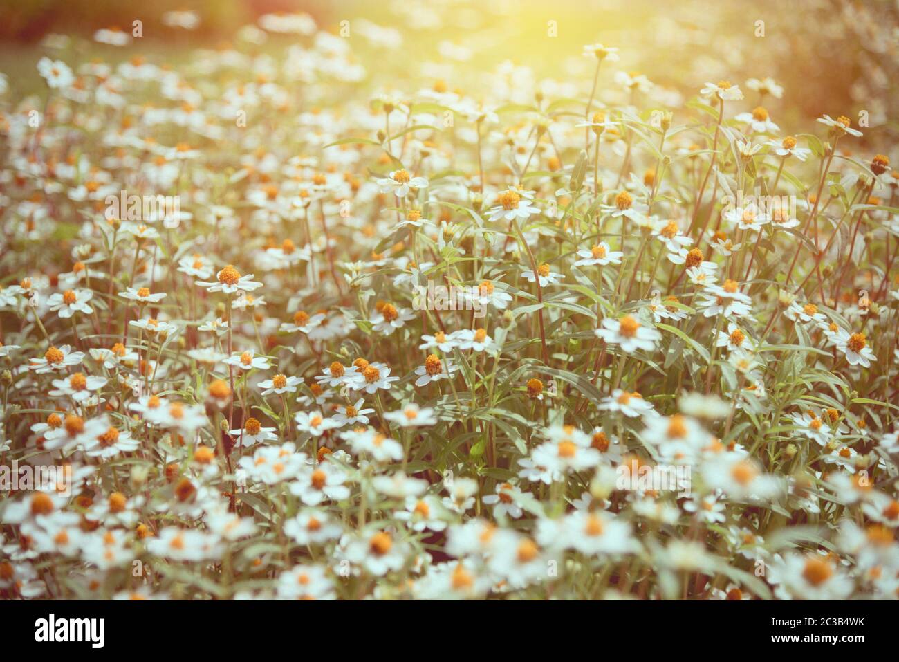 カシニョール 、【BUNCH OF FLOWERS IN MEADOW】 old-picture-meadow-floral-