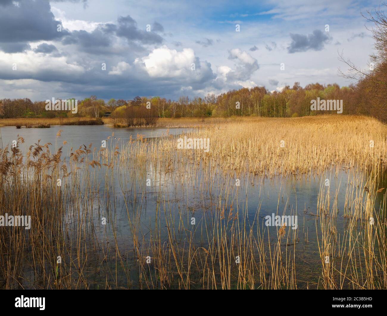 View over the reeds and wetlands at Potteric Carr Nature Reserve near Doncaster, South Yorkshire, England Stock Photo