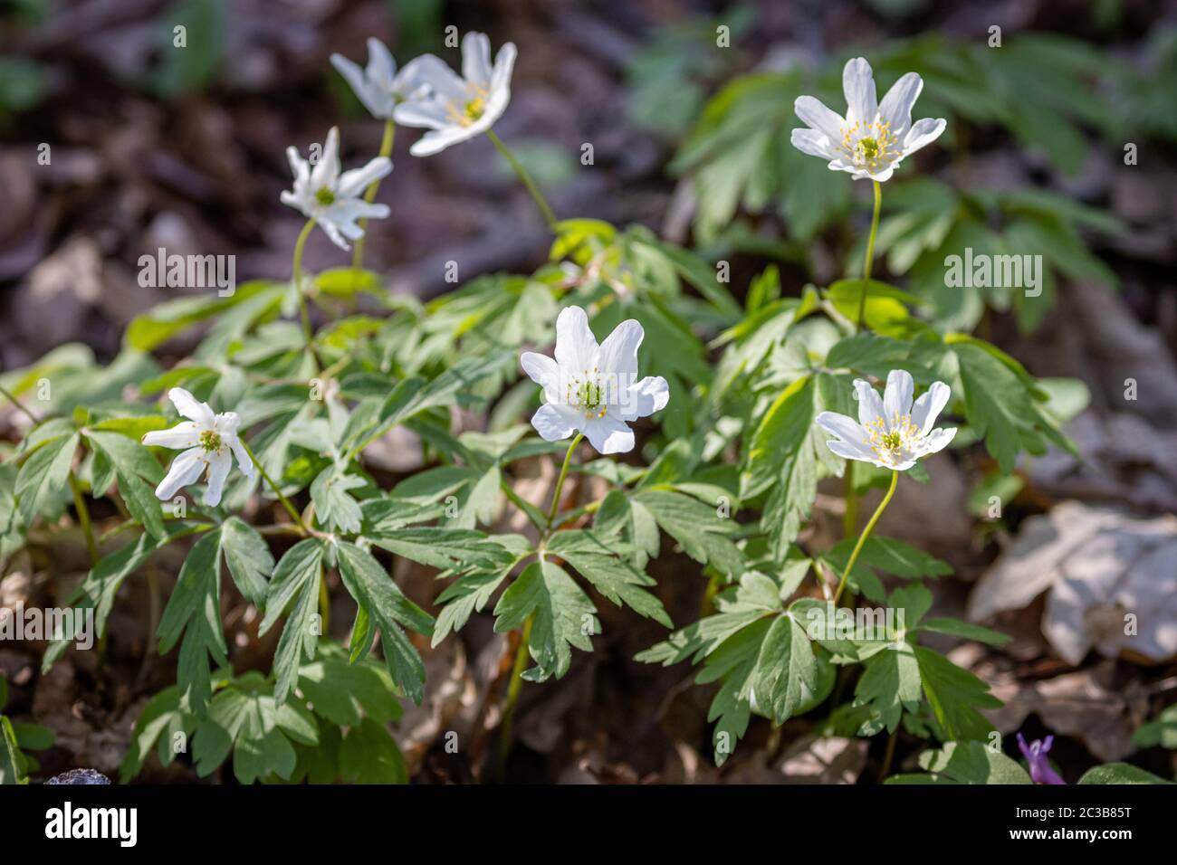 Isopyrum thalictroides (Helleborus thalictroides) in the forest Stock Photo