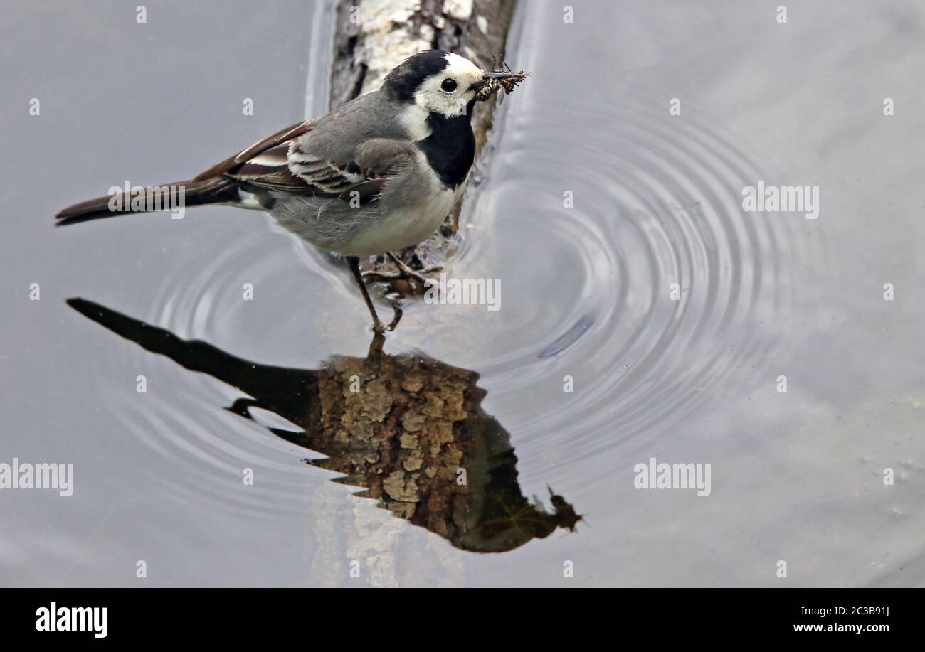 Bach stilt Motacilla alba with preyed insects Stock Photo - Alamy