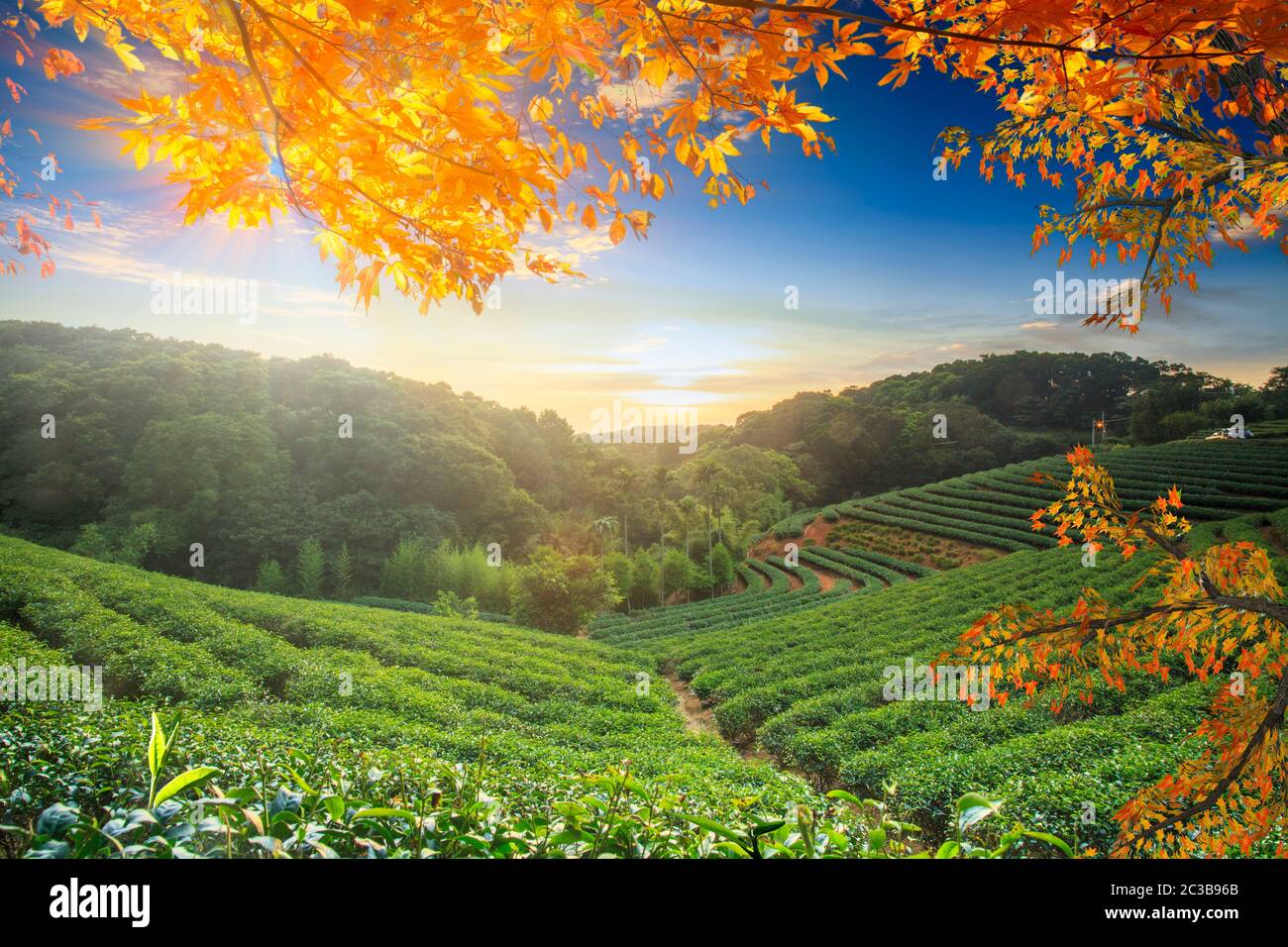 Fall Tea Outside The beautiful tea garden in the fall season Stock Photo - Alamy
