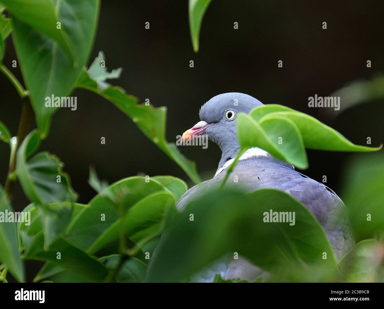 Wood pigeon eating lilac leaves hires stock photography and images Alamy
