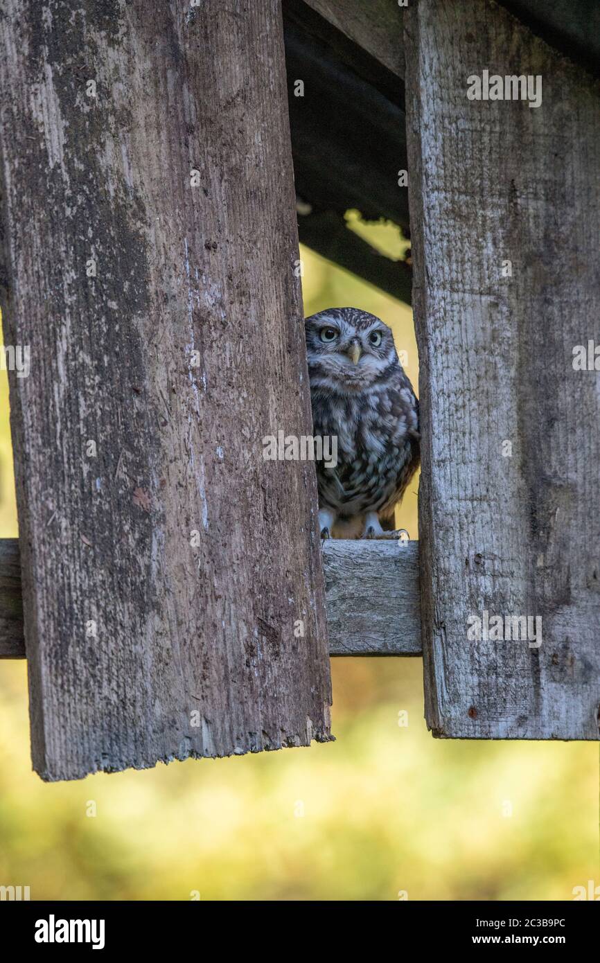 Little OWL, in an derelict building, daylight Stock Photo