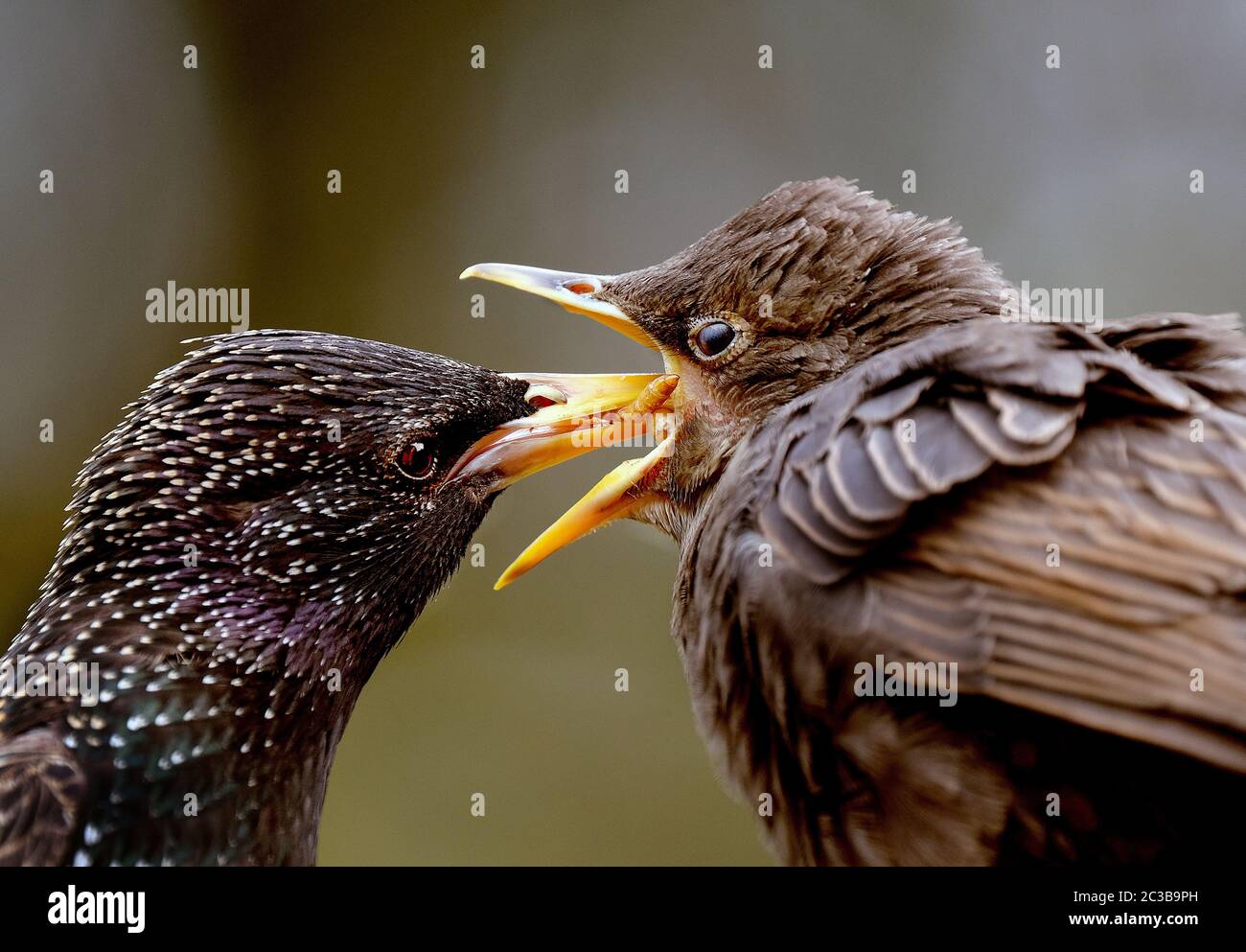 Adult Starling feeding juvenile mealworms in urban house garden Stock