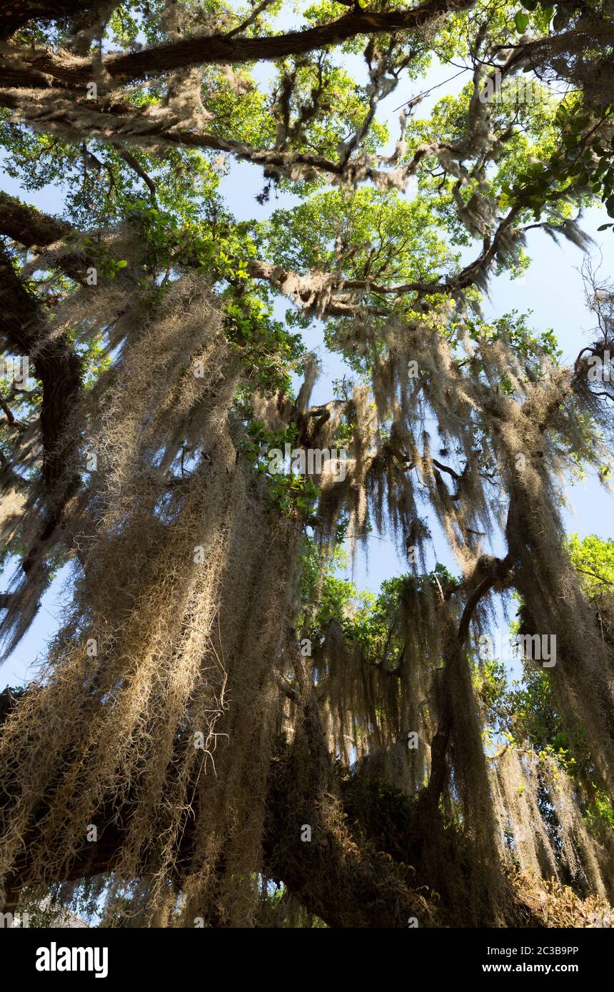 Spanish moss hi-res stock photography and images - Alamy