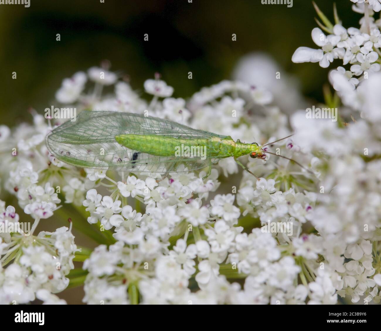 Common Green Lacewing 'Chrysoperla Carnea' Stock Photo - Alamy