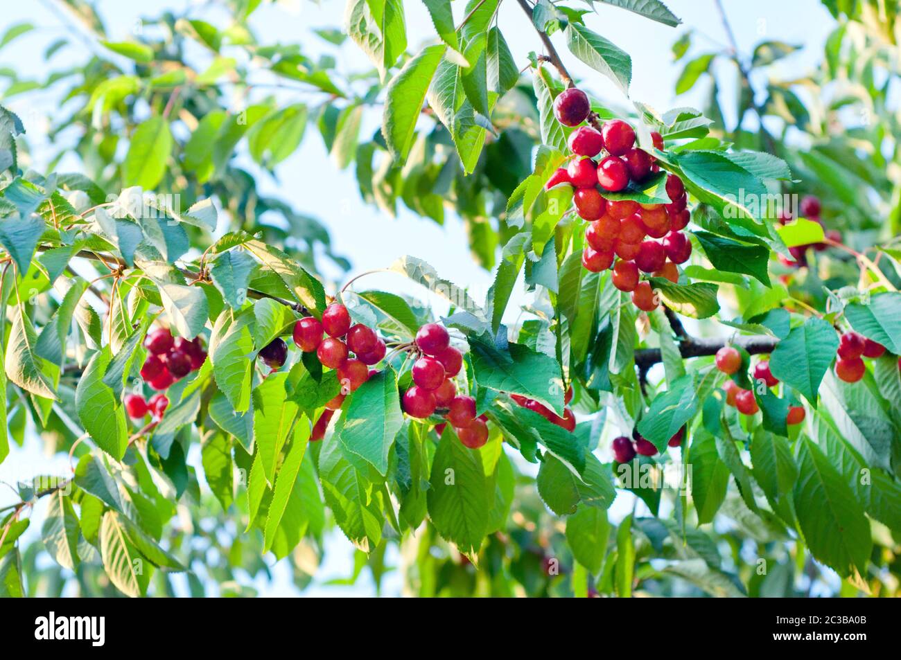 Ripe red cherry berries on branches with green leaves in the garden. Cherry cultivation Stock Photo