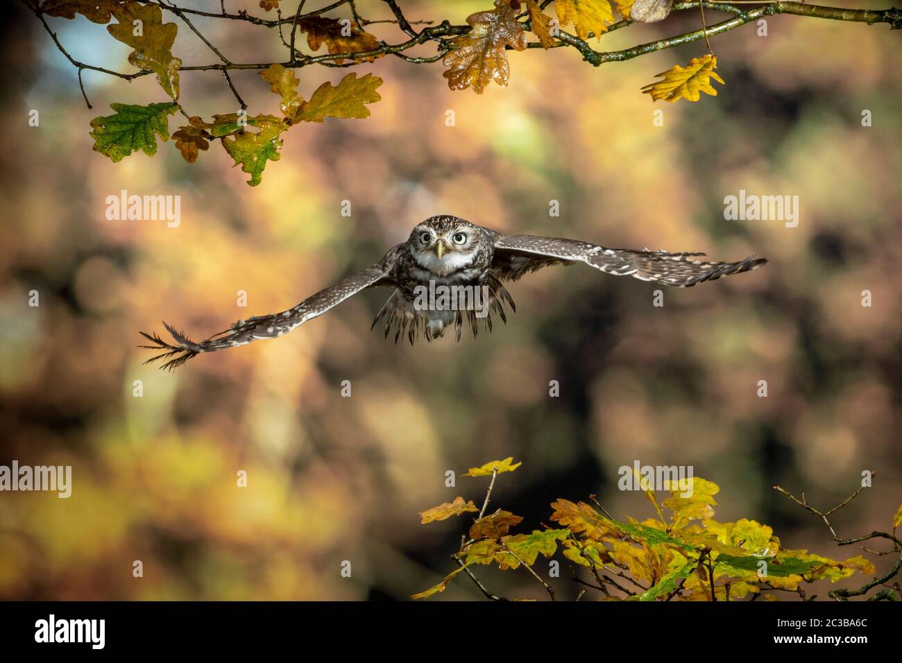 Little OWL in flight, oak tree, autumn leaves Stock Photo Alamy