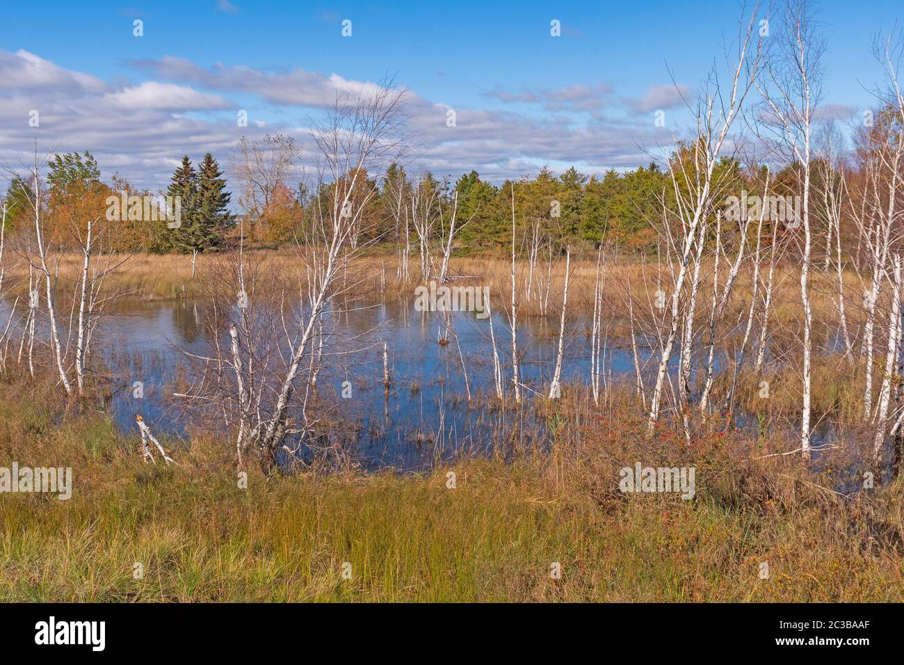Birch Trees in a Lake Shore Pond on Lake Huron in Tawas Point State Park in Michigan Stock Photo