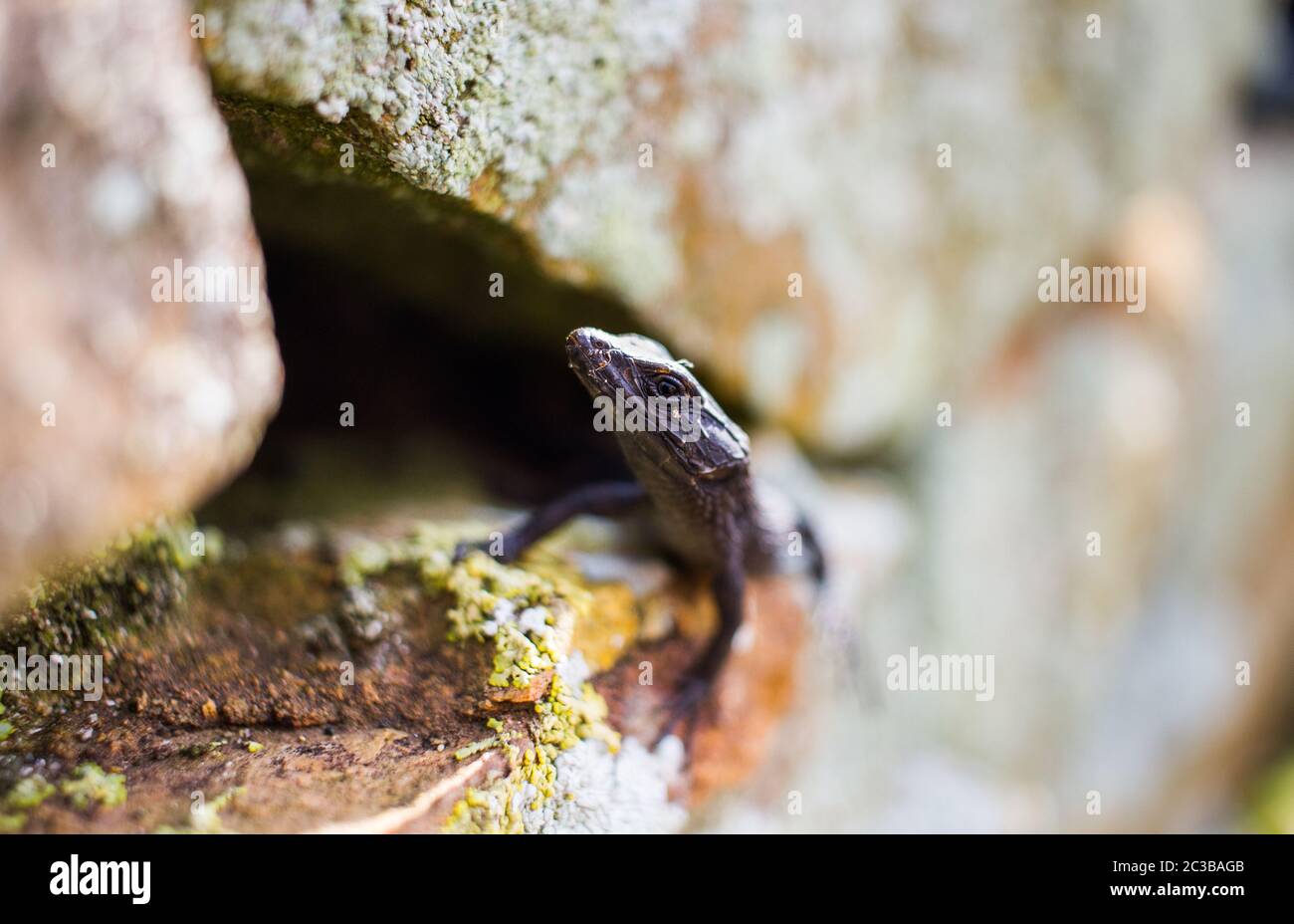 Black girdled lizard in a lichen covered crag Stock Photo