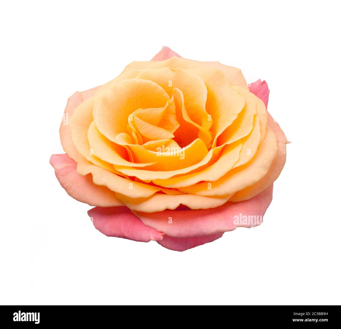 Rose flower isolated on white background Stock Photo - Alamy
