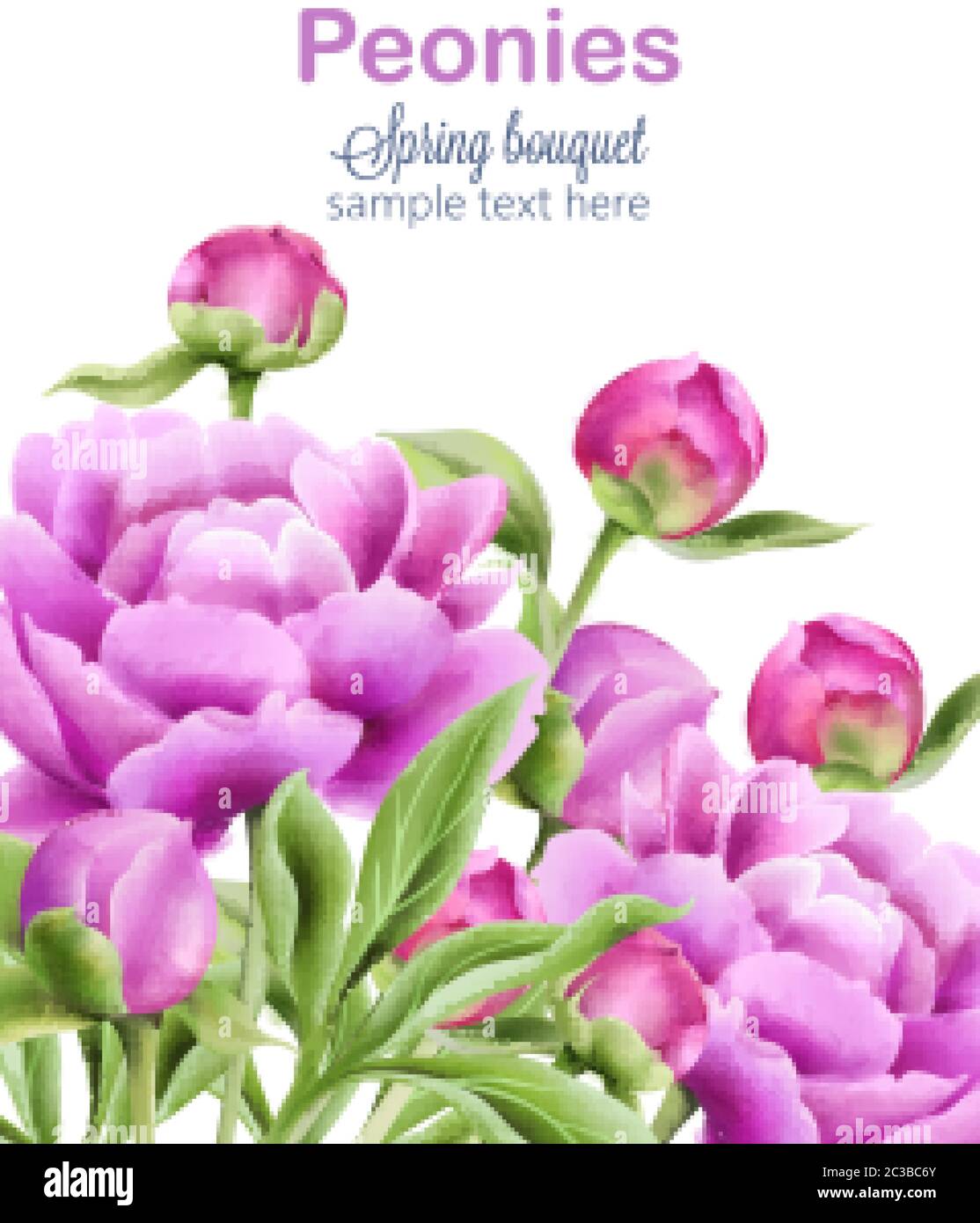 Watercolor purple peonies spring bouquet with green leaves. Vector ...