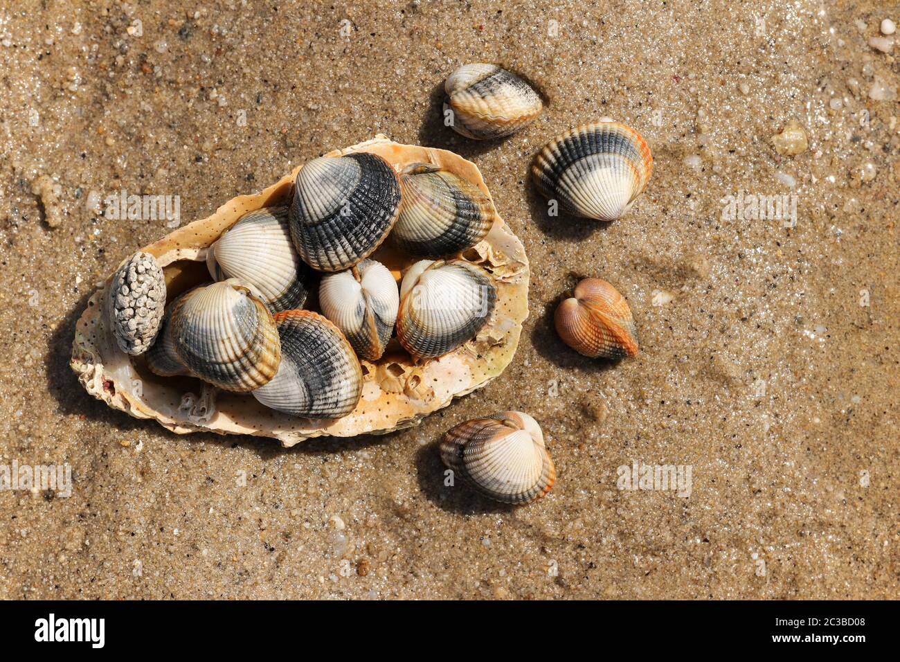 Common cockles species of edible saltwater clams Stock Photo Alamy