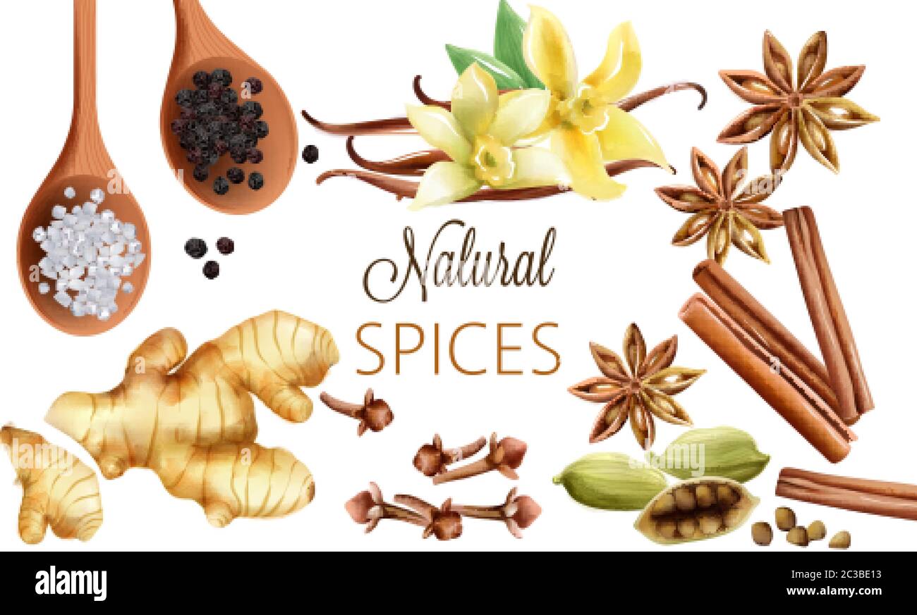 Natural spices composition with salt, black pepper, ginger, cinnamon sticks and vanilla. Vector set Stock Vector