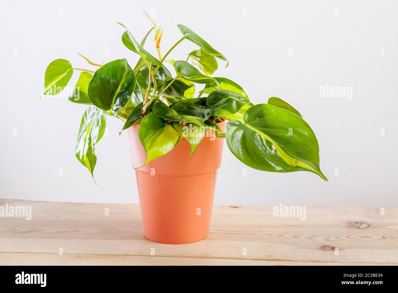 aglaonema maria plant Aglaonema 'Maria Christina'