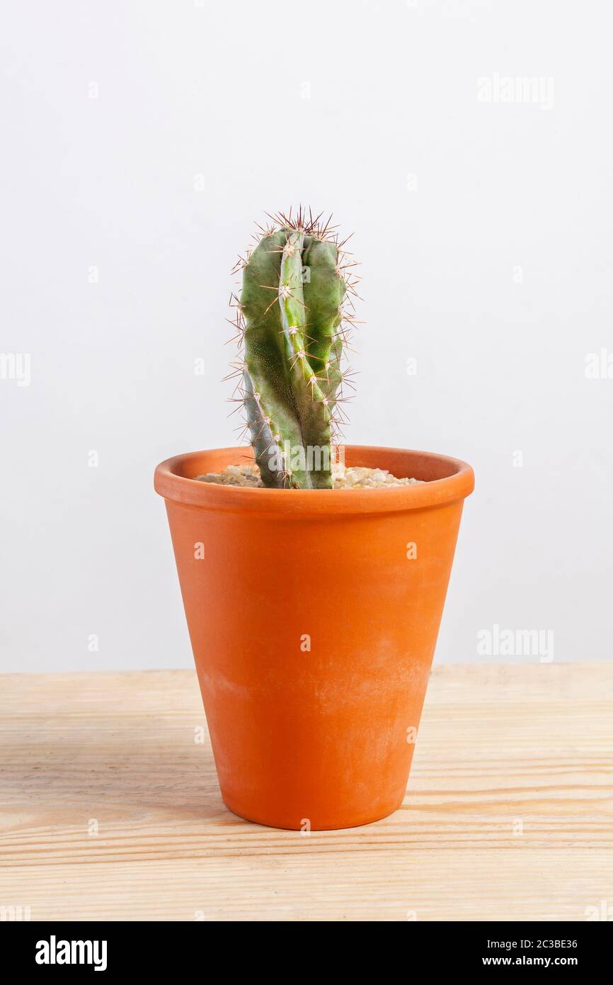 Miniature potted cactus Cereus repandus or peruvian apple cactus isolated on white background Stock Photo