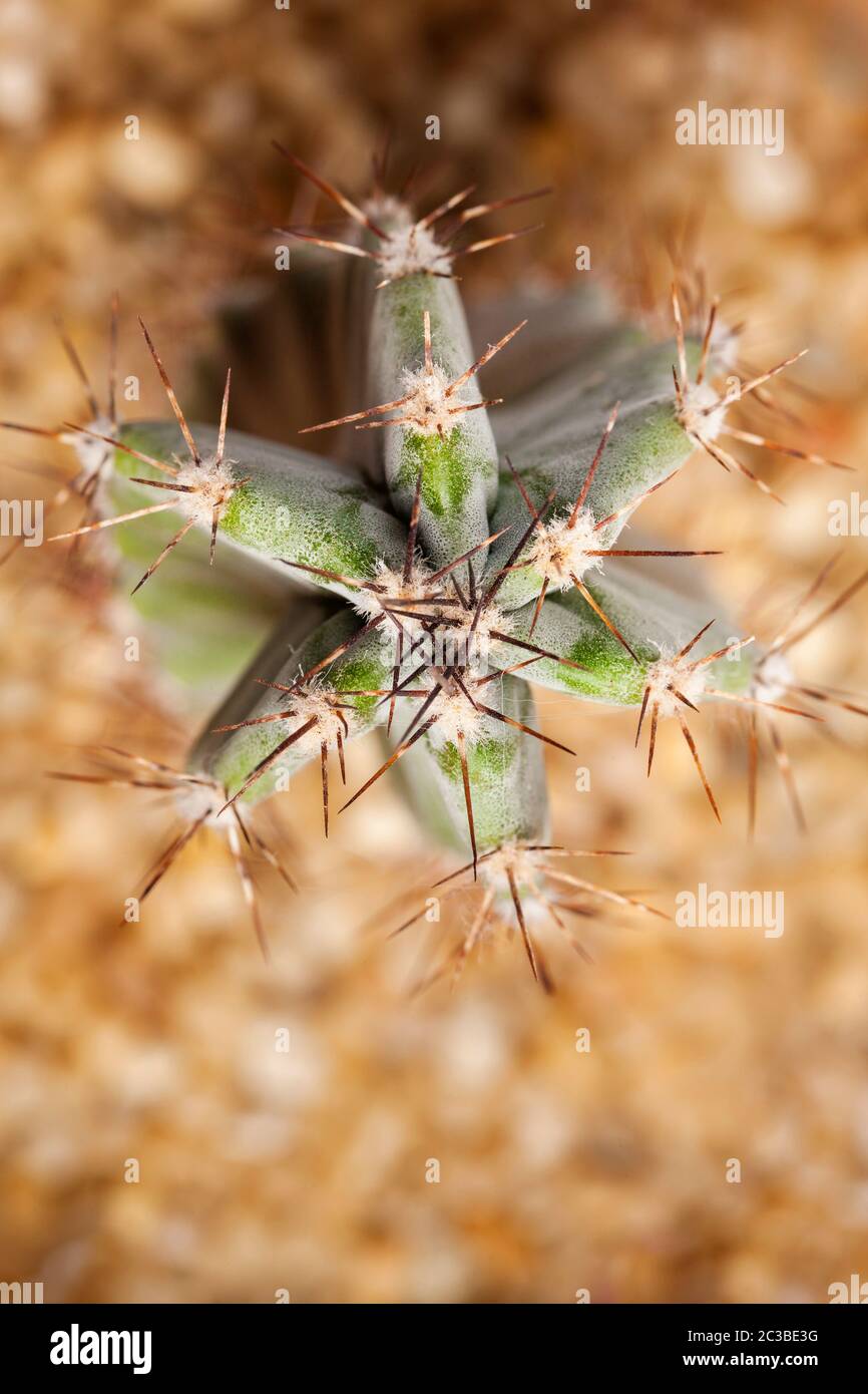 Miniature potted cactus Cereus repandus or peruvian apple cactus. Top view. Stock Photo