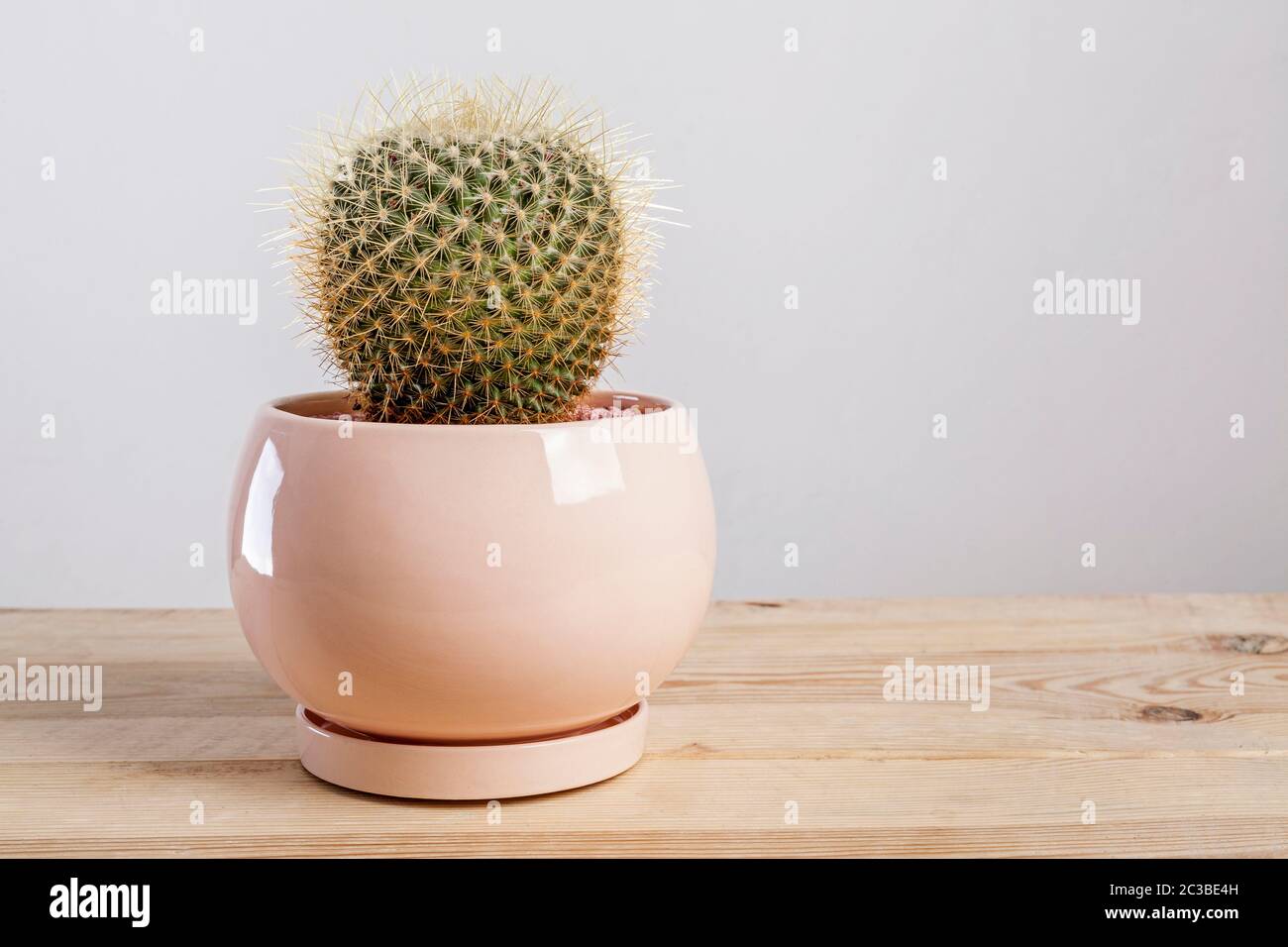 Mammilaria Geminispina Cactus plant in a pot on wooden table. Stock Photo