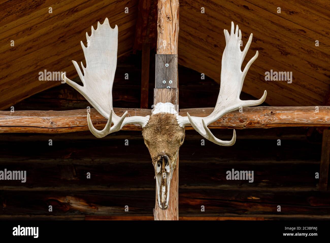 The Trophy Skull and Horn of an Moose Stock Photo
