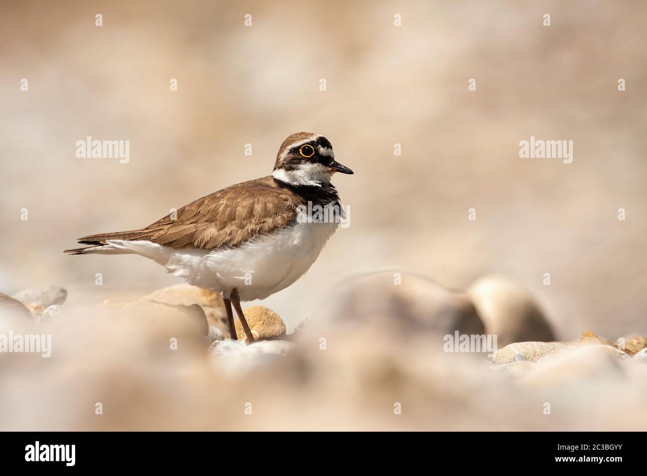Bird with yellow ring around eyes hires stock photography and images